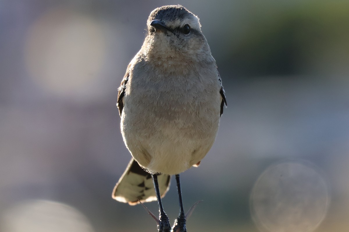 Patagonian Mockingbird - ML611674171