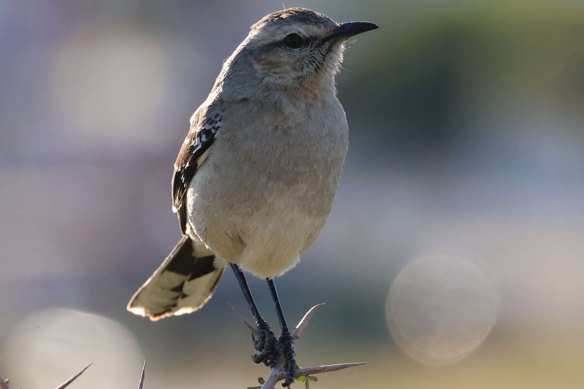 Patagonian Mockingbird - ML611674172