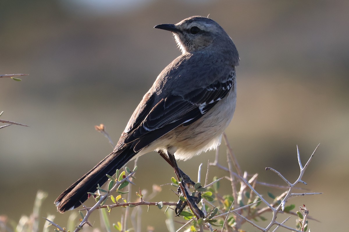 Patagonian Mockingbird - ML611674173