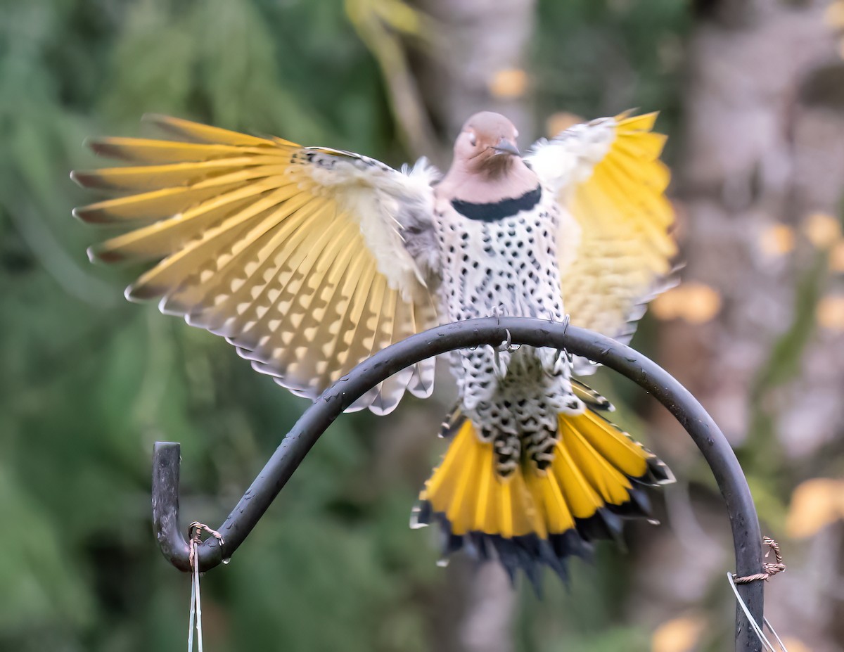 Northern Flicker (Yellow-shafted) - ML611674415