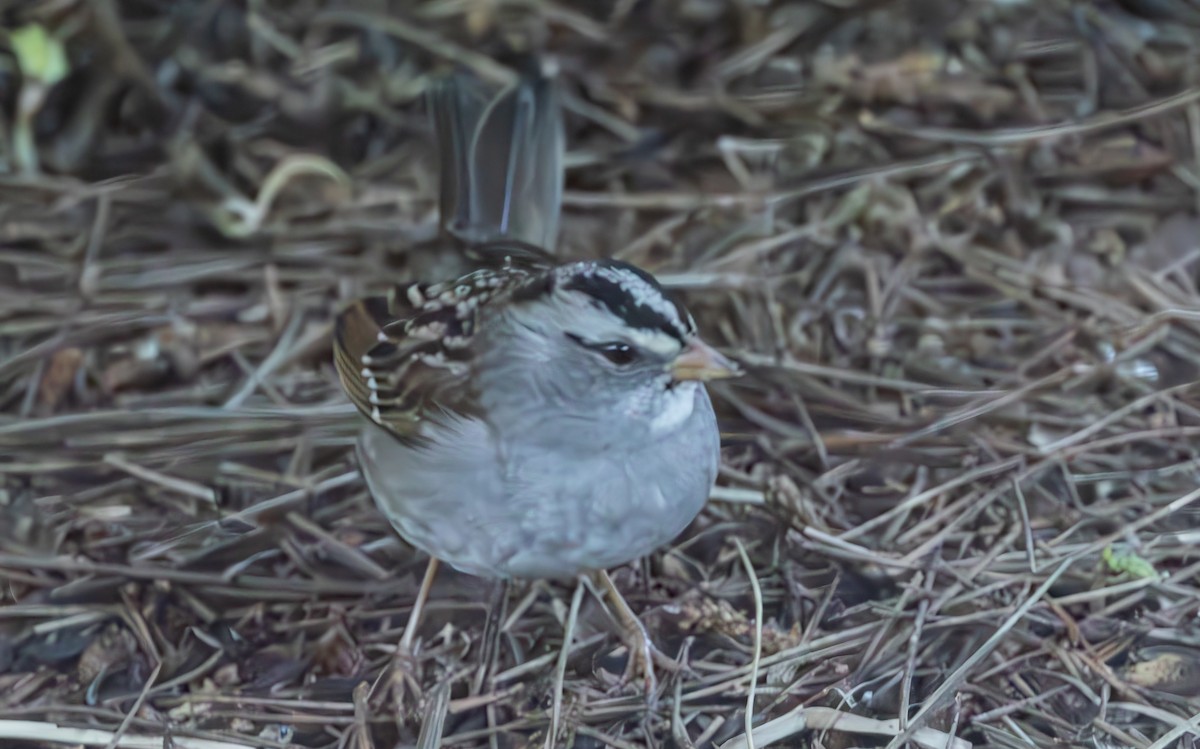 White-crowned x White-throated Sparrow (hybrid) - ML611674786