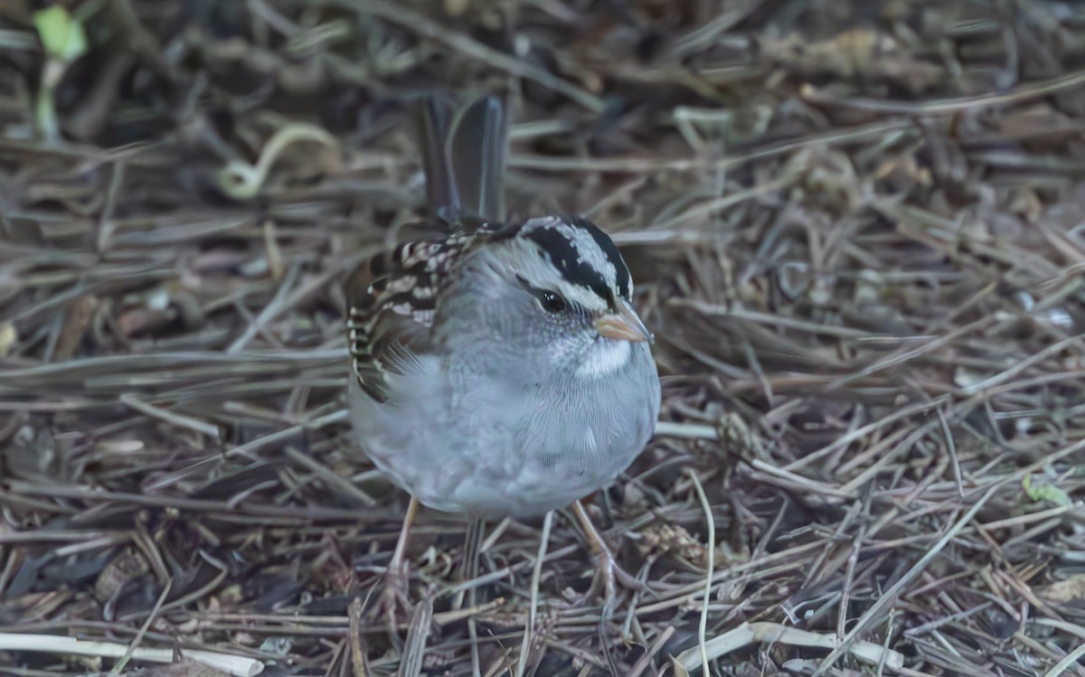 White-crowned x White-throated Sparrow (hybrid) - ML611674787