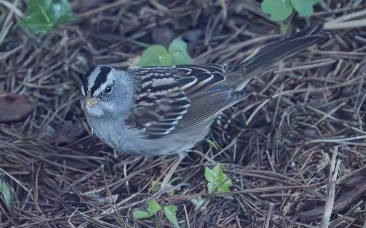 White-crowned x White-throated Sparrow (hybrid) - ML611674788