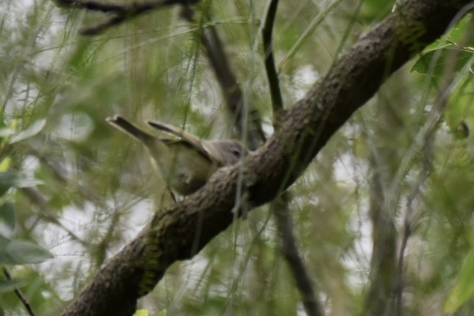 eBird Checklist - 28 Nov 2023 - Hugh Ramsey nature Park - 33 species