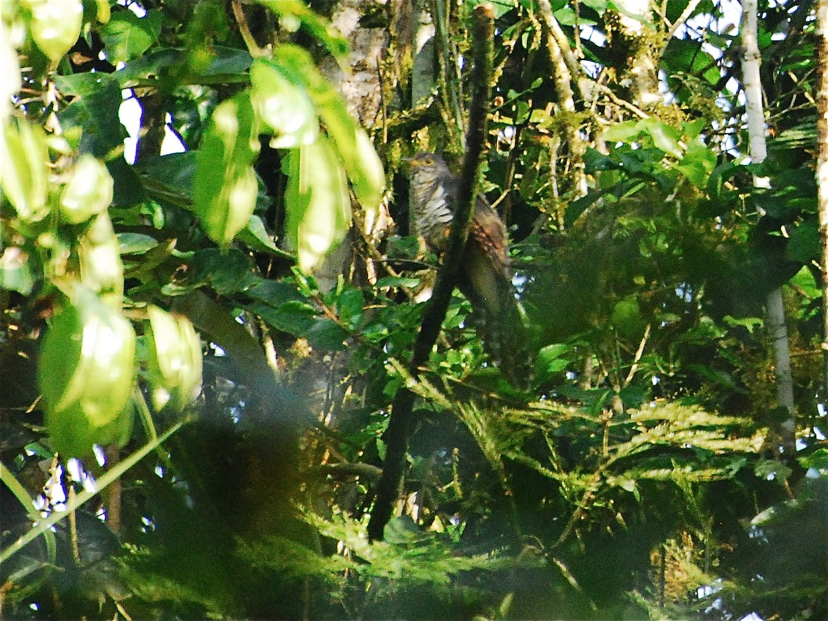 Dusky Long-tailed Cuckoo - Alan Van Norman