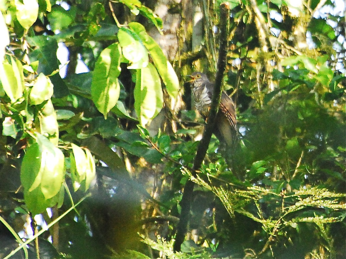 Dusky Long-tailed Cuckoo - ML611674973