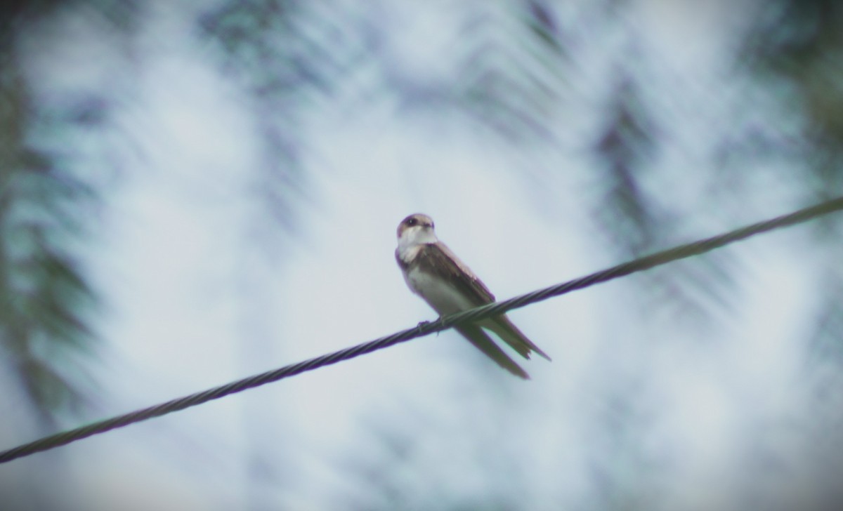 Bank Swallow - ML611675055