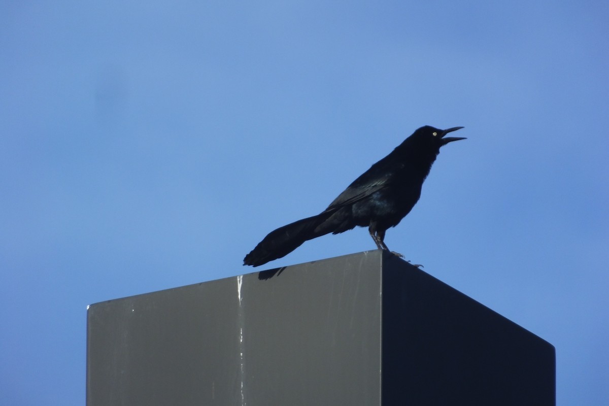 Great-tailed Grackle - ML611675216