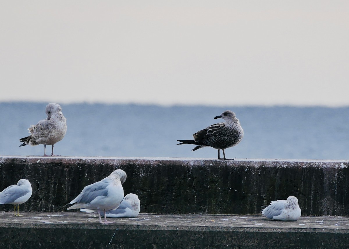 Lesser Black-backed Gull - ML611675244
