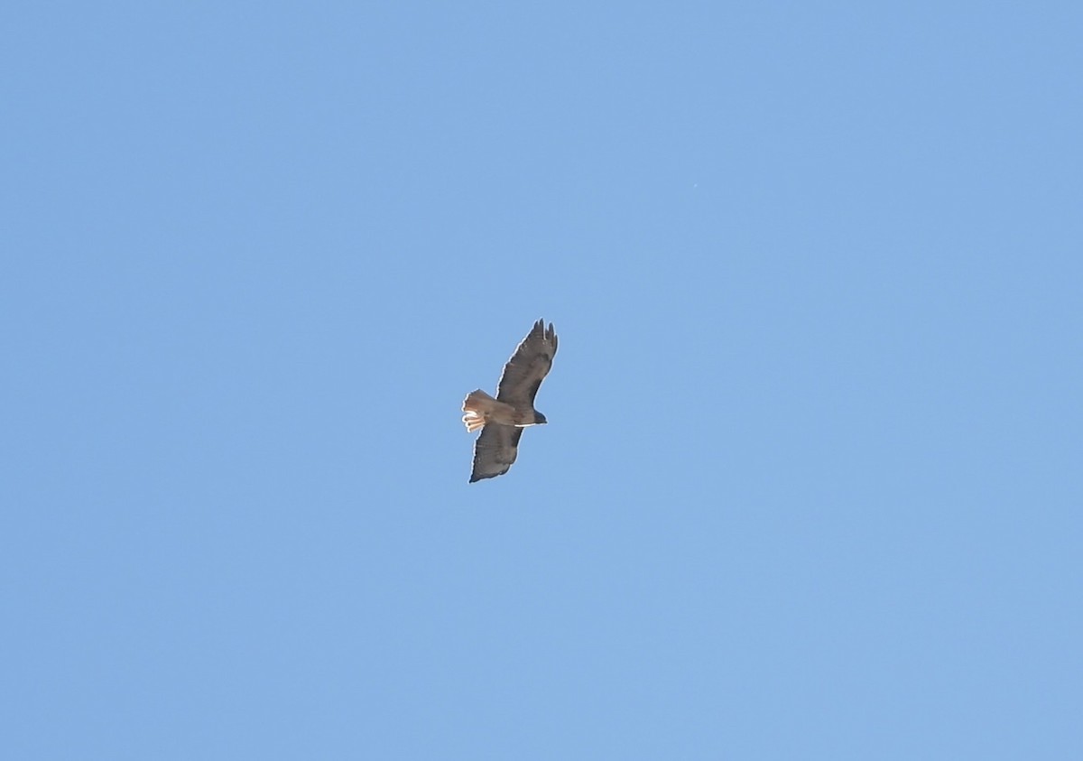 Red-tailed Hawk - ML611675318