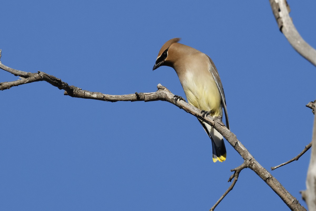 Cedar Waxwing - ML611675831