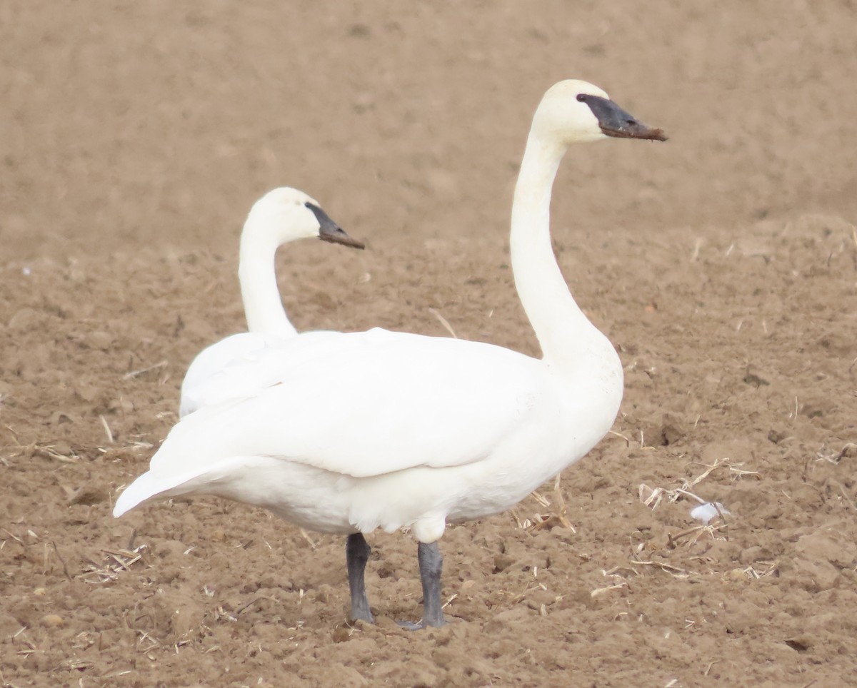 eBird Checklist 24 Nov 2023 Idaho 33, Newdale, Idaho 2 species