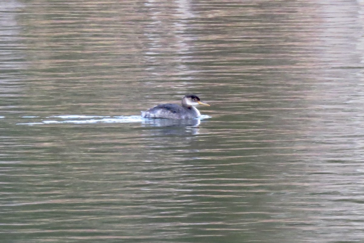 Red-necked Grebe - ML611675924
