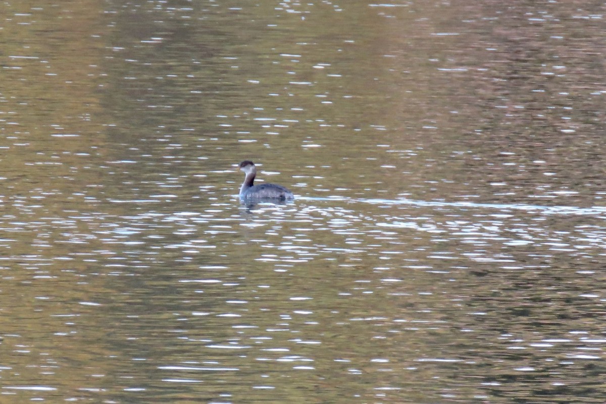 Red-necked Grebe - ML611675925