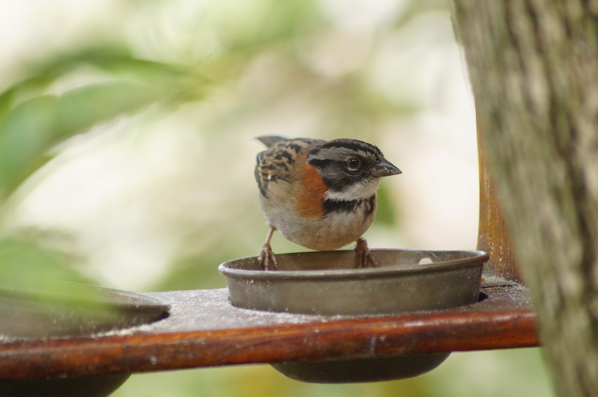 Rufous-collared Sparrow - ML611675986