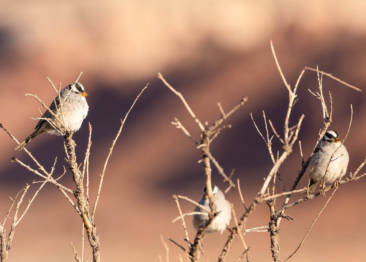 White-crowned Sparrow - ML611676015