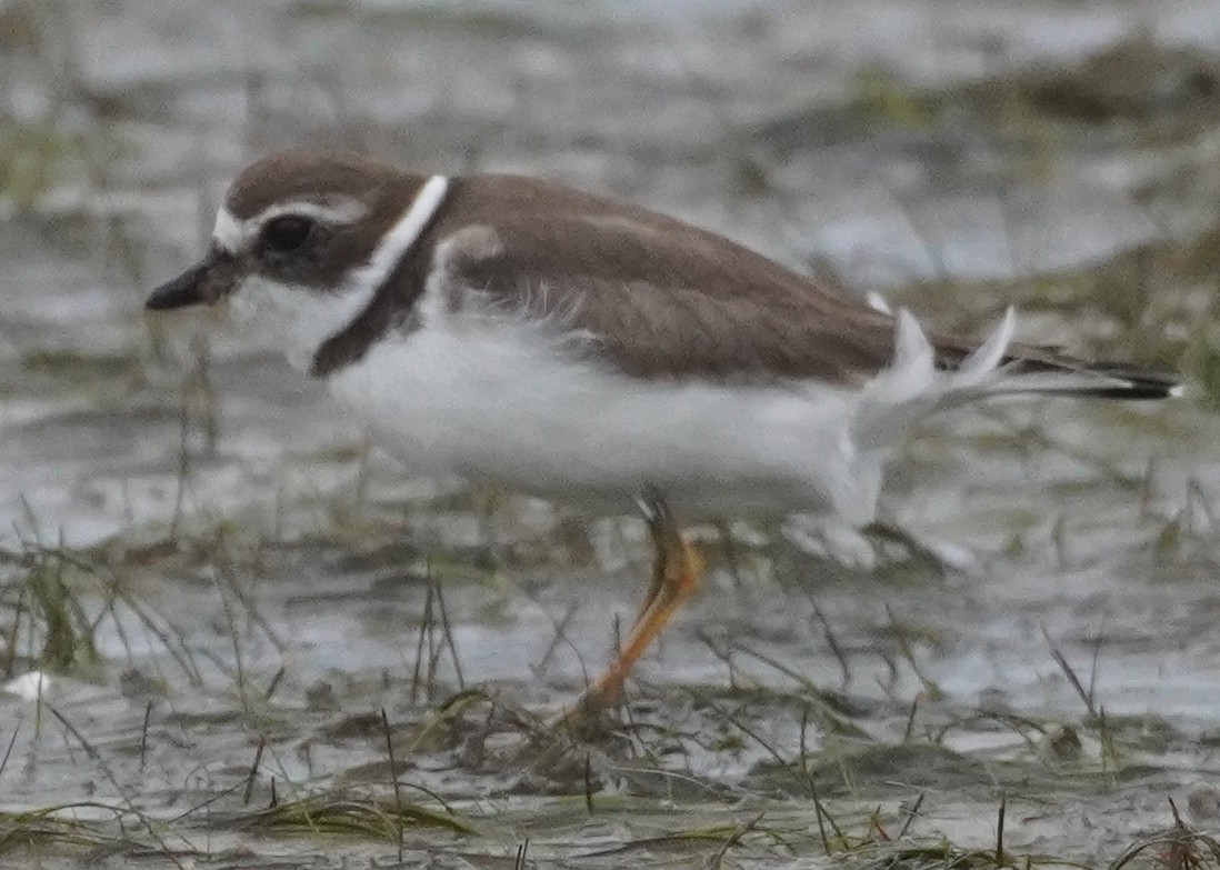 Semipalmated Plover - ML611676142