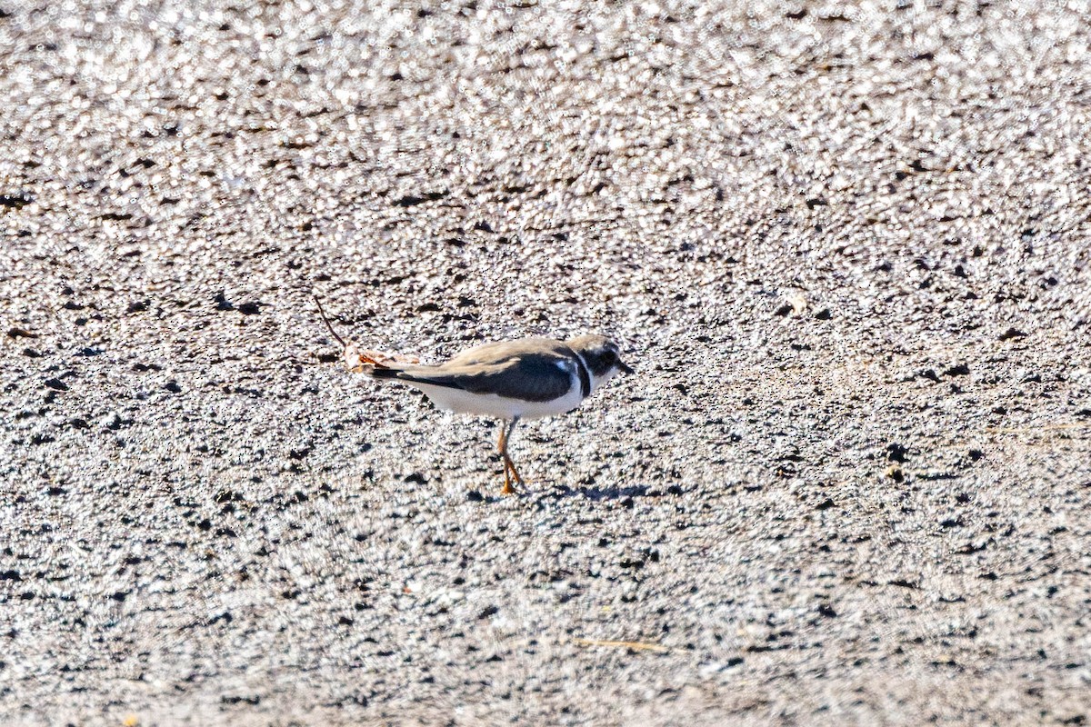 Semipalmated Plover - ML611676245