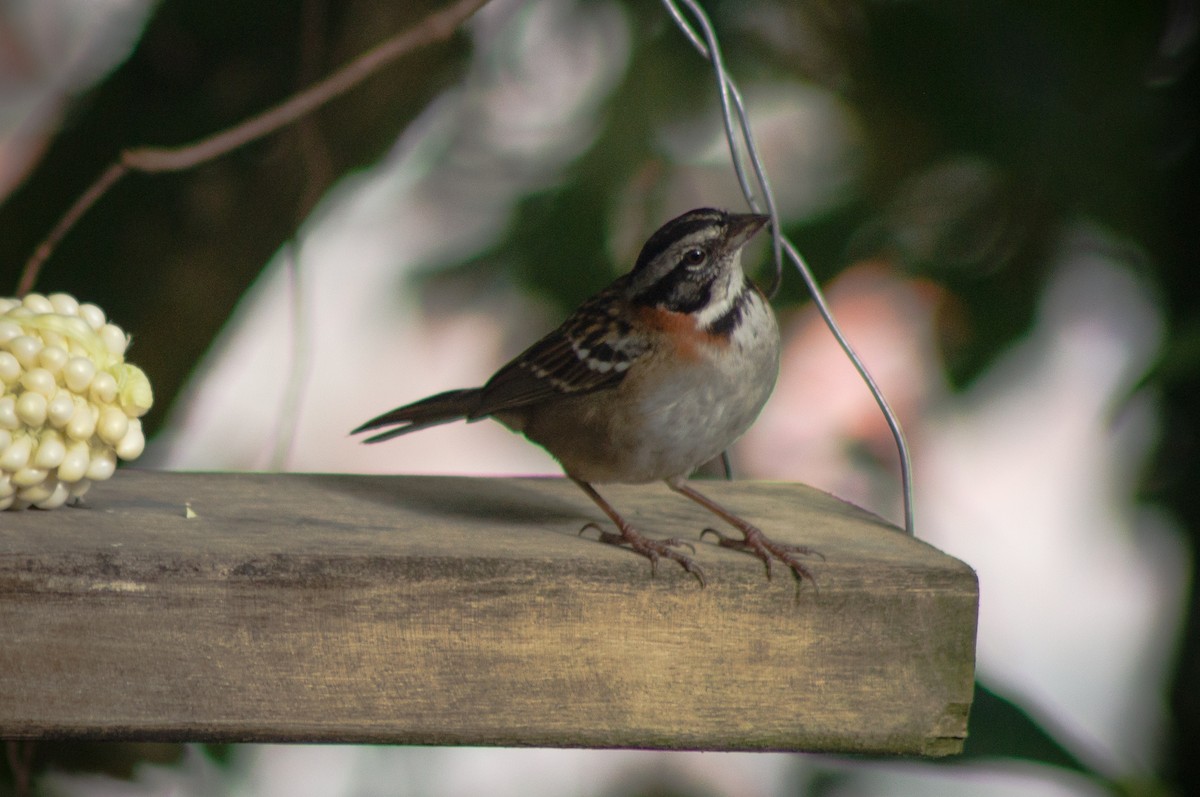 Rufous-collared Sparrow - ML611676263