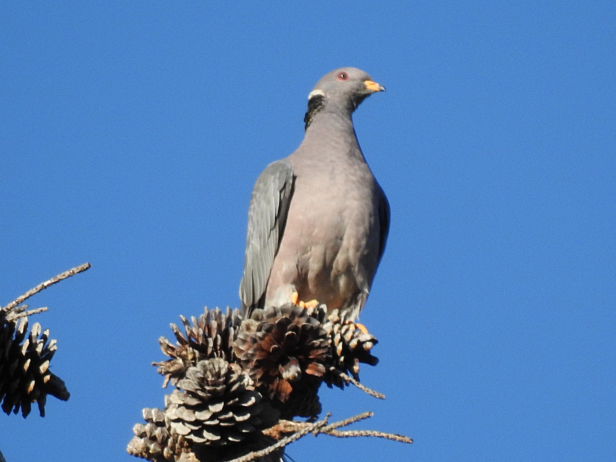 Band-tailed Pigeon - ML611676324