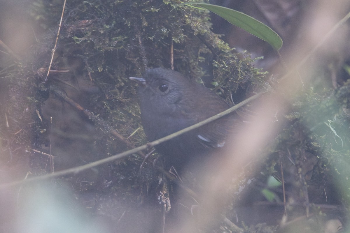 White-winged Tapaculo - Yann Muzika