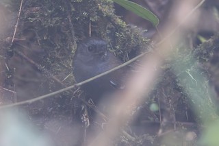  - White-winged Tapaculo