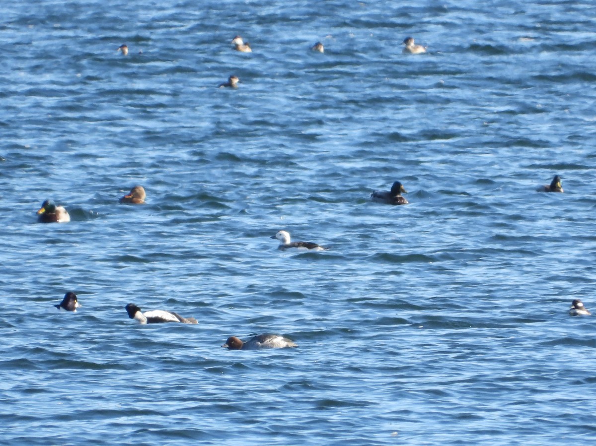 Long-tailed Duck - ML611676769