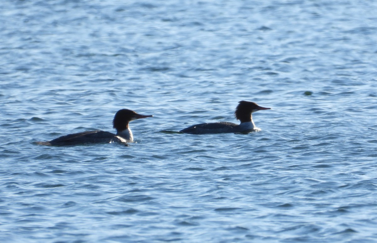 Common Merganser - ML611676777