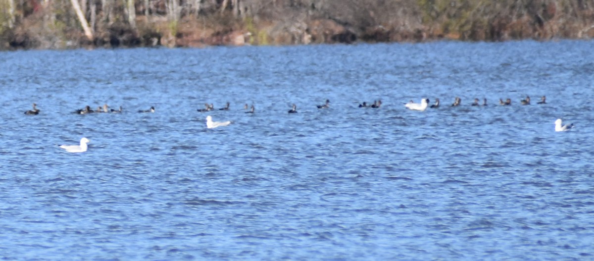 Pato sp. - ML611676785