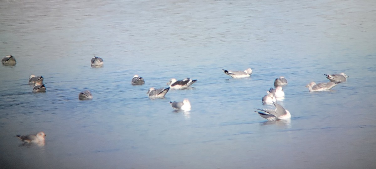 Lesser Black-backed Gull - ML611676841