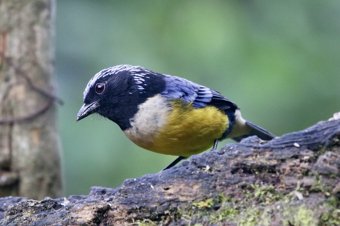 Buff-breasted Mountain Tanager (Buff-breasted) - ML611676890