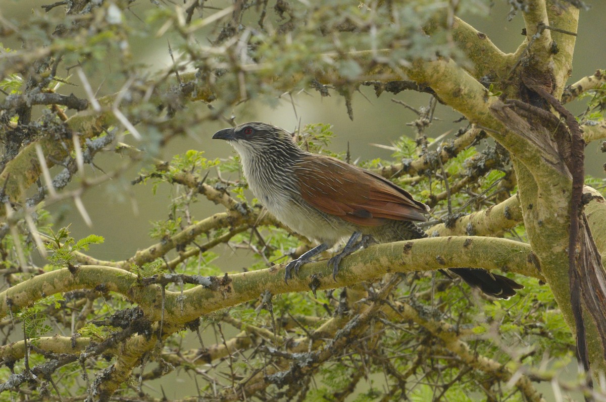 White-browed Coucal - ML611676914