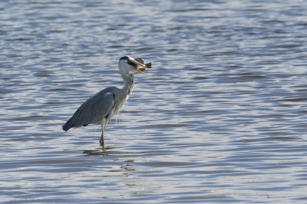 Gray Heron - ML611676958