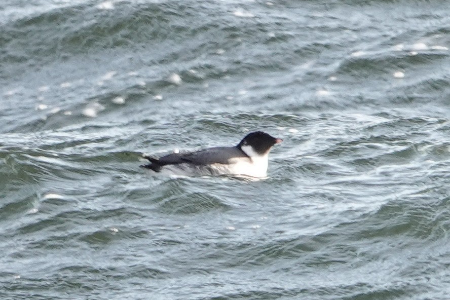 Wisconsin eBird Checklist - 28 Nov 2023 - George K. Pinney County Park ...