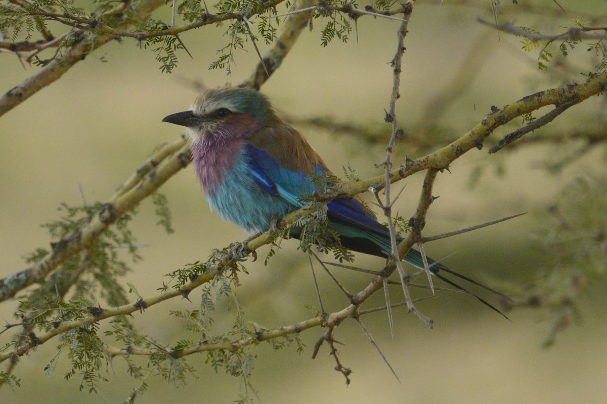 Lilac-breasted Roller - ML611676969