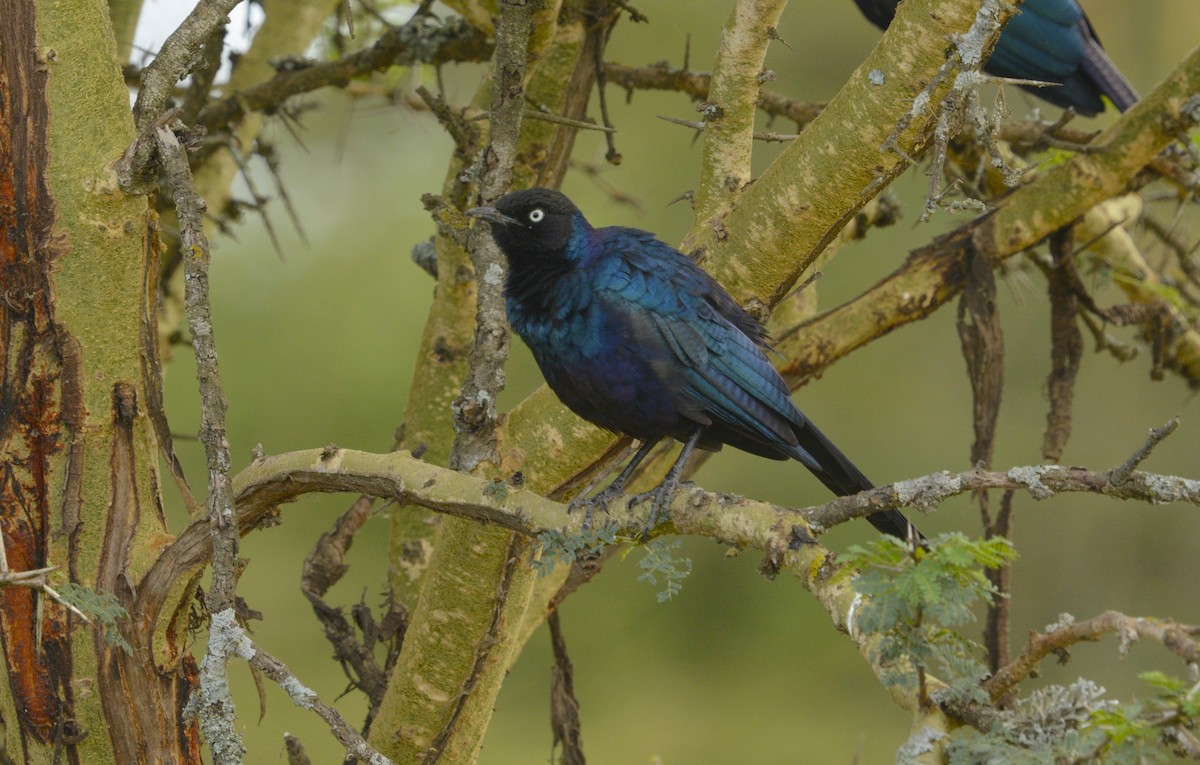 Greater Blue-eared Starling - ML611676990