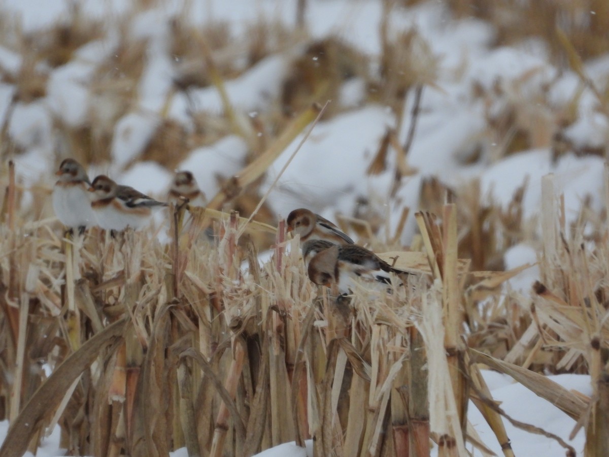 Snow Bunting - ML611677005