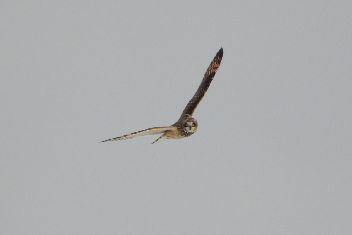 Short-eared Owl - ML611677033