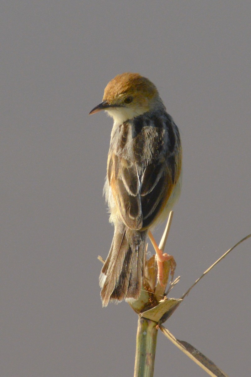 Winding Cisticola - ML611677142