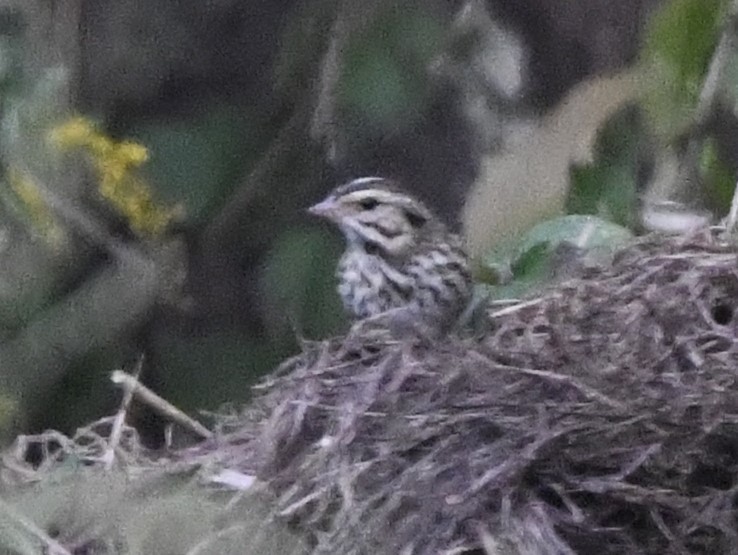 Savannah Sparrow - ML611677419