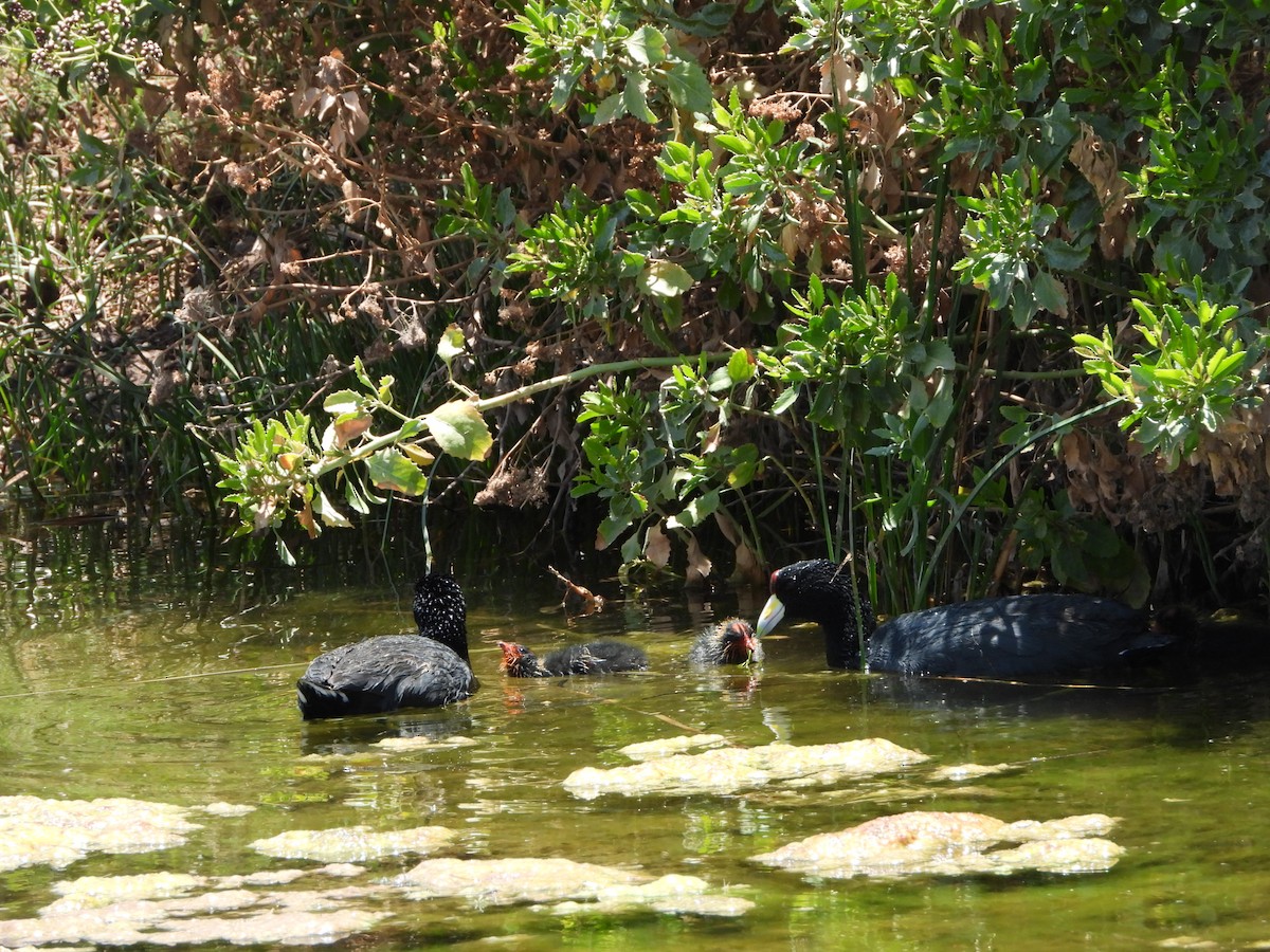 Slate-colored Coot - ML611677523