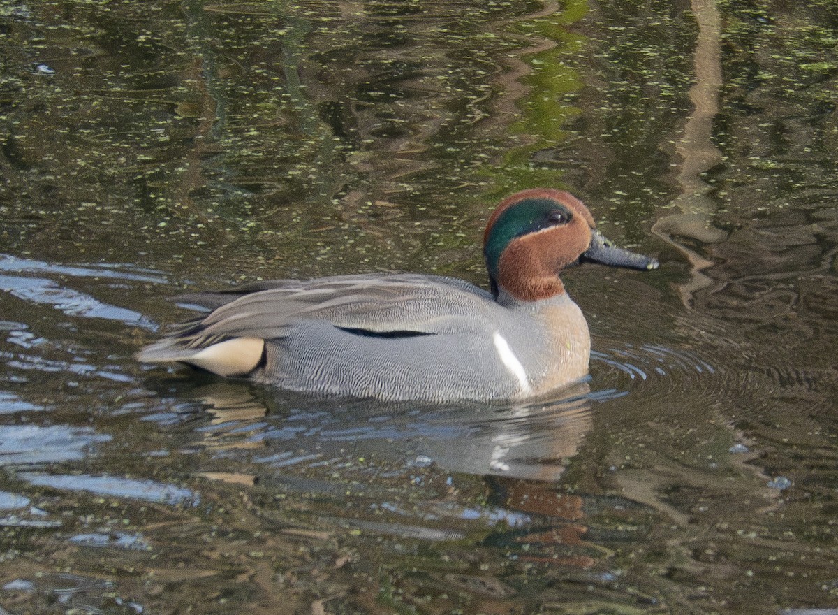Green-winged Teal - ML611677560