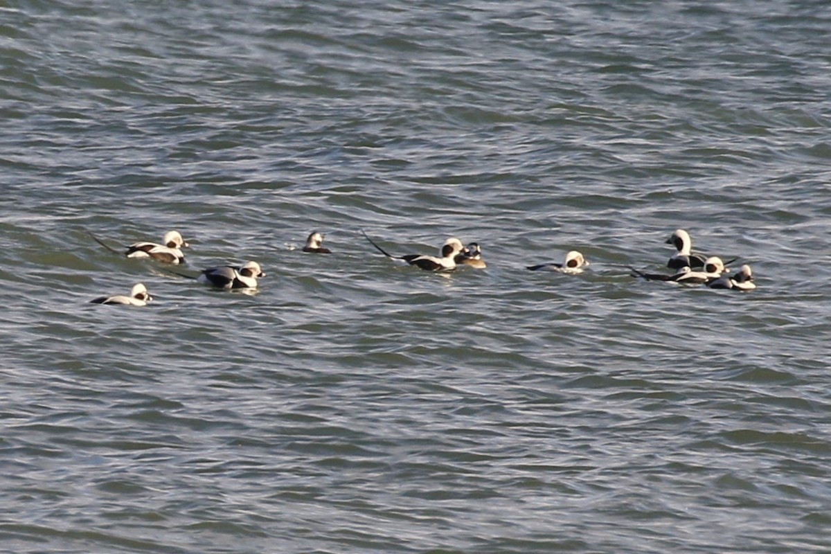 Long-tailed Duck - ML611677994