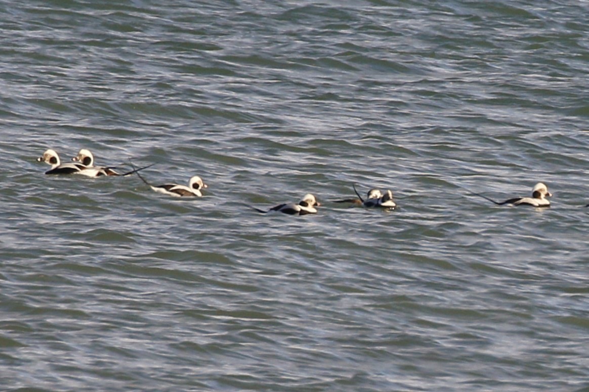 Long-tailed Duck - ML611677995