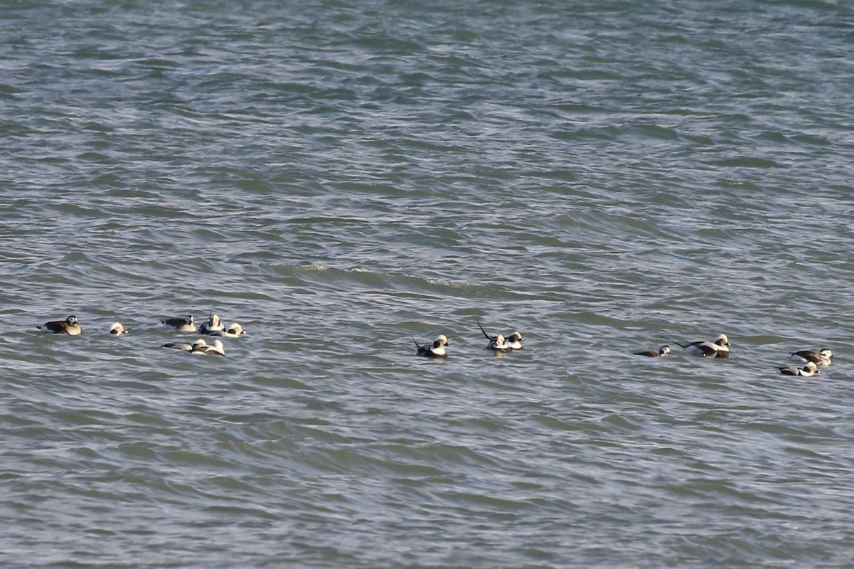 Long-tailed Duck - ML611677996