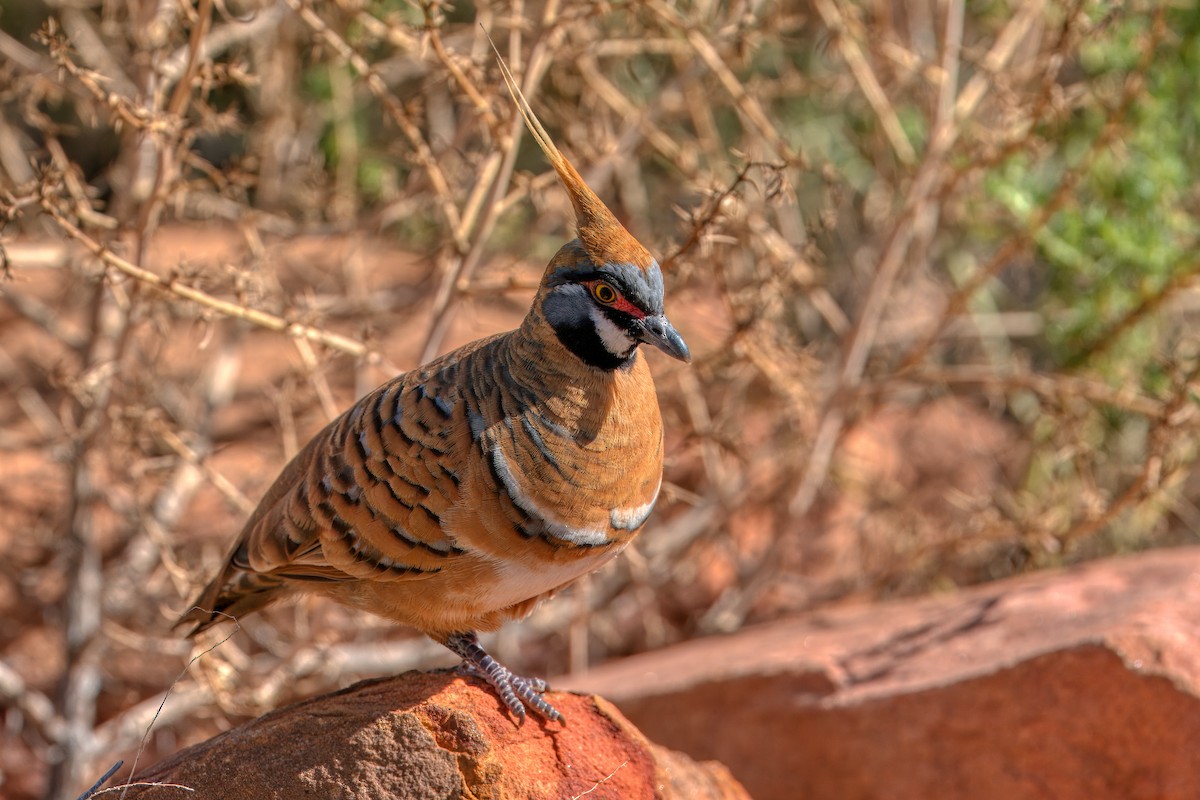 Spinifex Pigeon - ML611678268