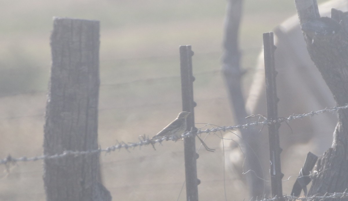 Red-throated Pipit - ML611678419