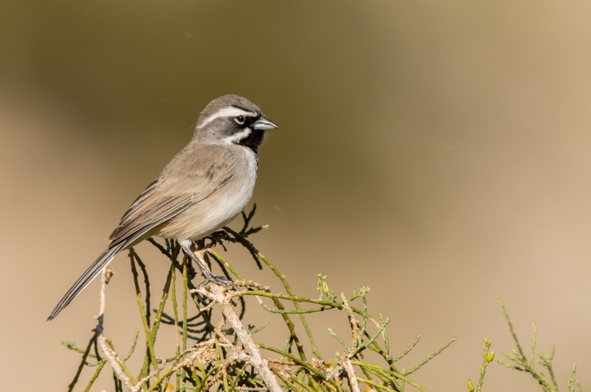 Black-throated Sparrow - ML611678567