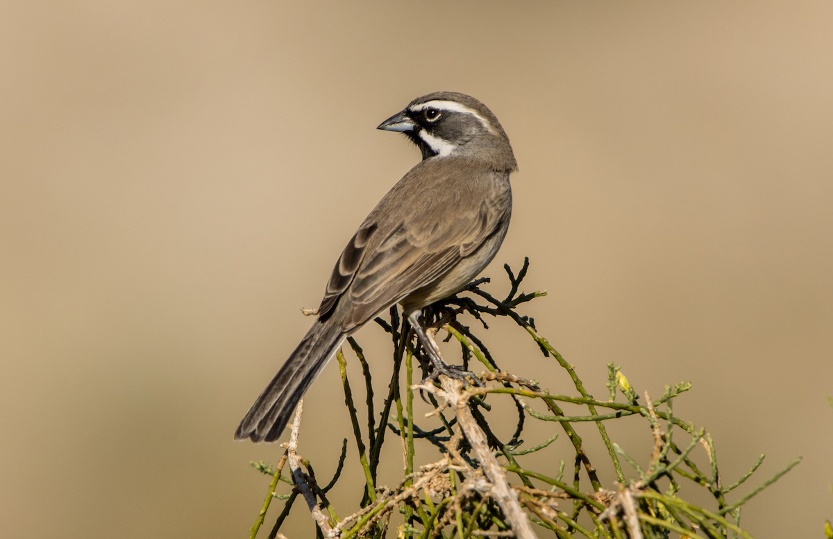 Black-throated Sparrow - ML611678569