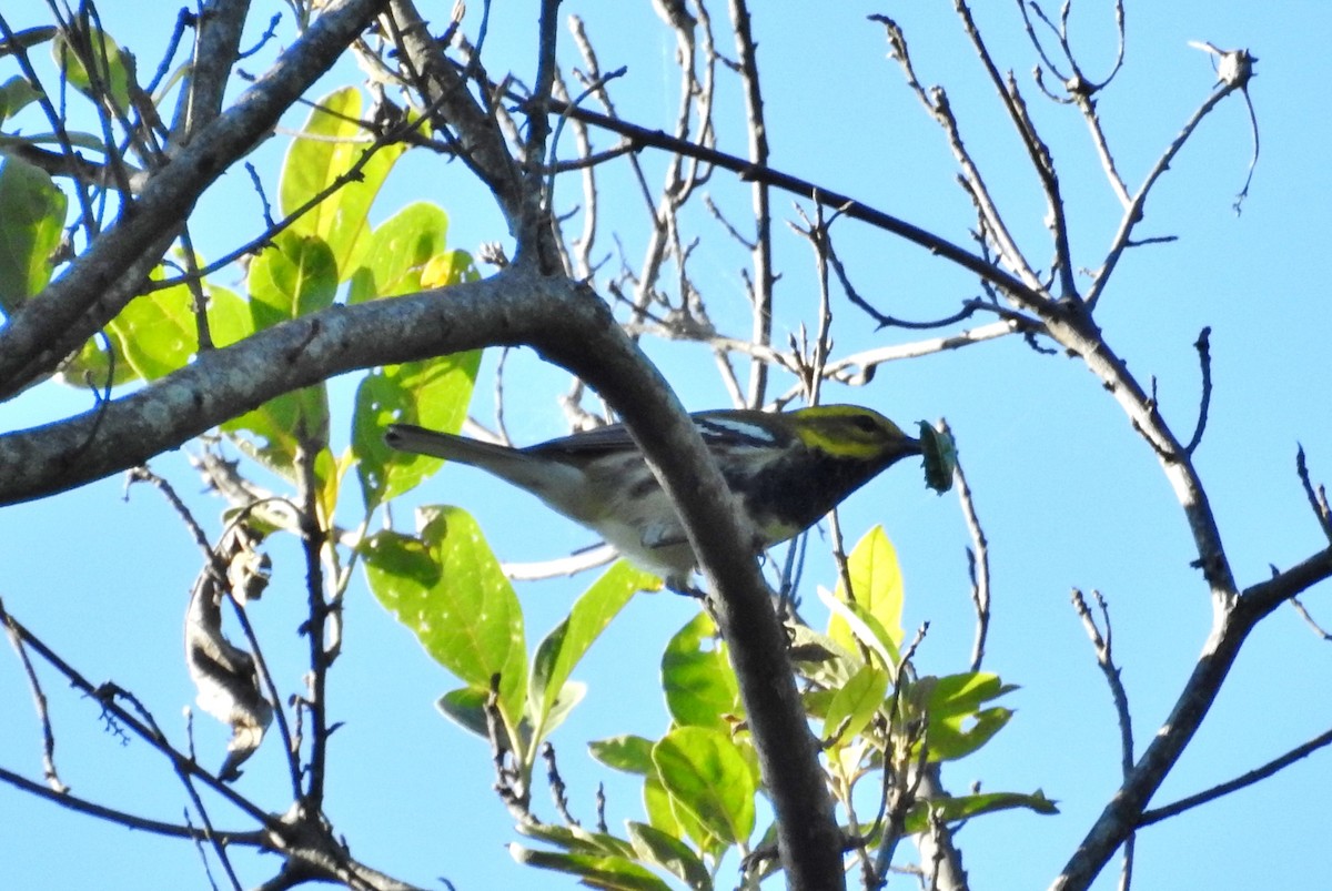 Black-throated Green Warbler - ML611679053